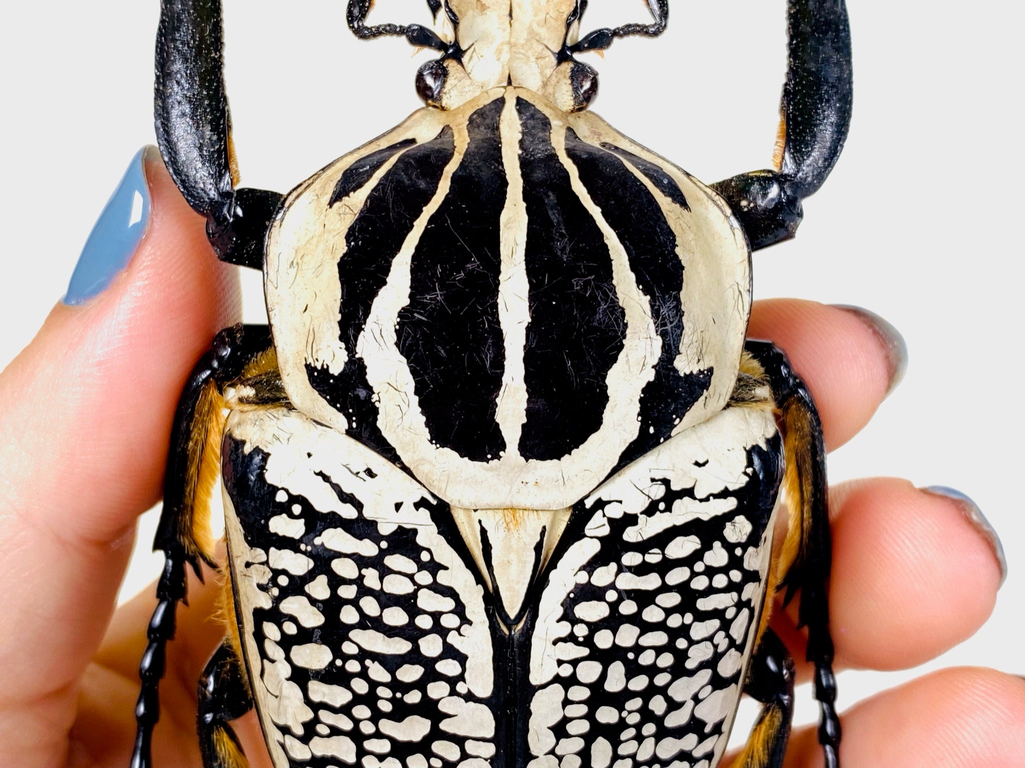 Goliathus Orientalis Democratic Republic of Congo (CD), Wild