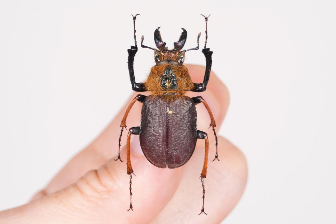 Sphaenognathus Xerophilus Chile (CL) - Wild Caught - Stag Beetle