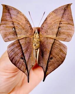 Kallima Inachus Chinensis China (CN) - Dead Leaf Butterfly, Real
