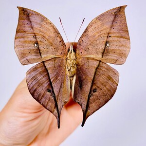 Kallima inachus chinensis dead leaf butterfly real butterfly unmounted for artwork taxidermy art project insect collection image 4