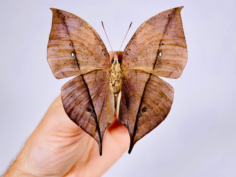 Kallima inachus chinensis dead leaf butterfly real butterfly unmounted for artwork taxidermy art project insect collection image 4