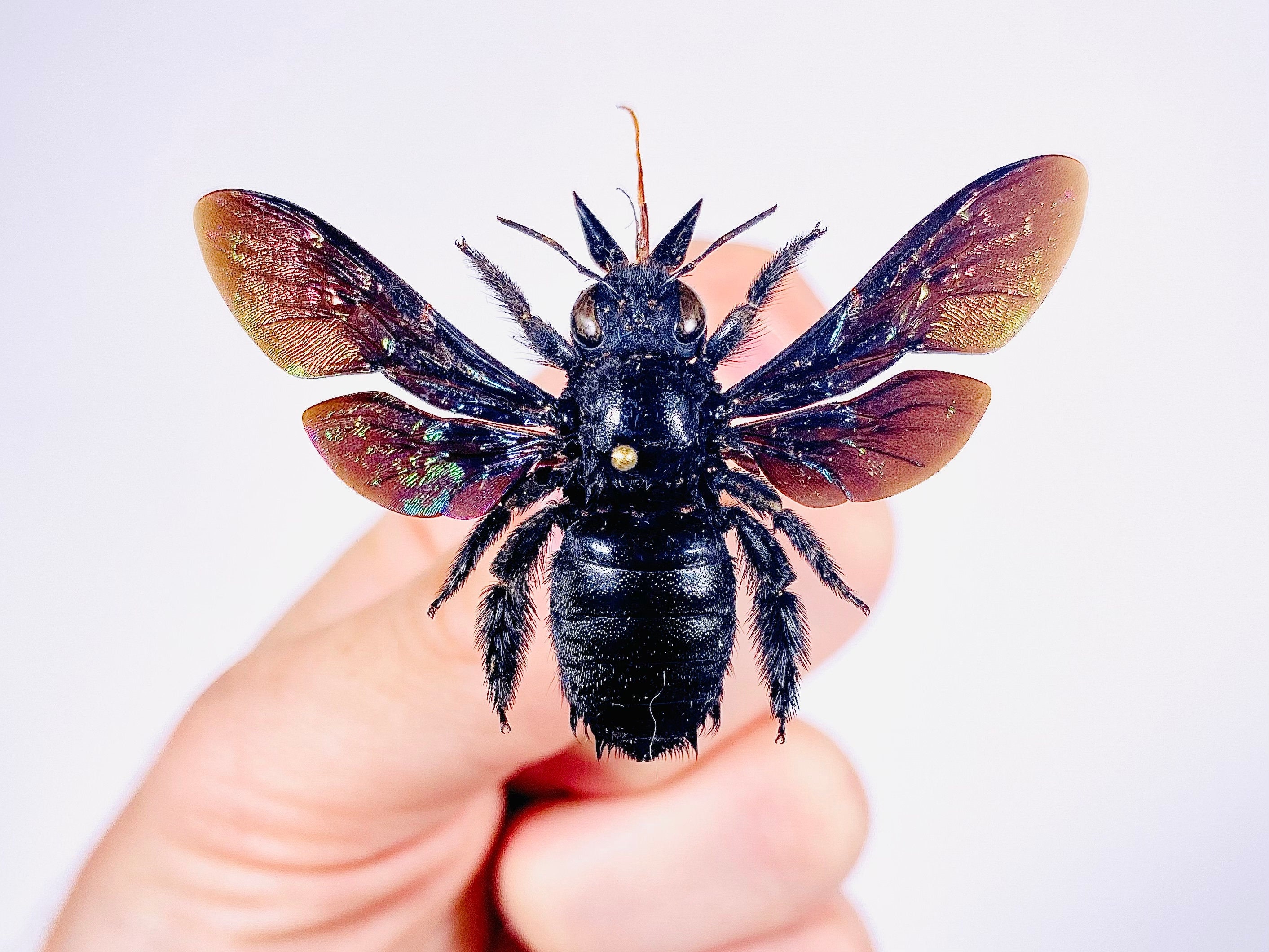 Xylocopa Latipes Black Carpenter Bee Spread Real Bumblebee Insect