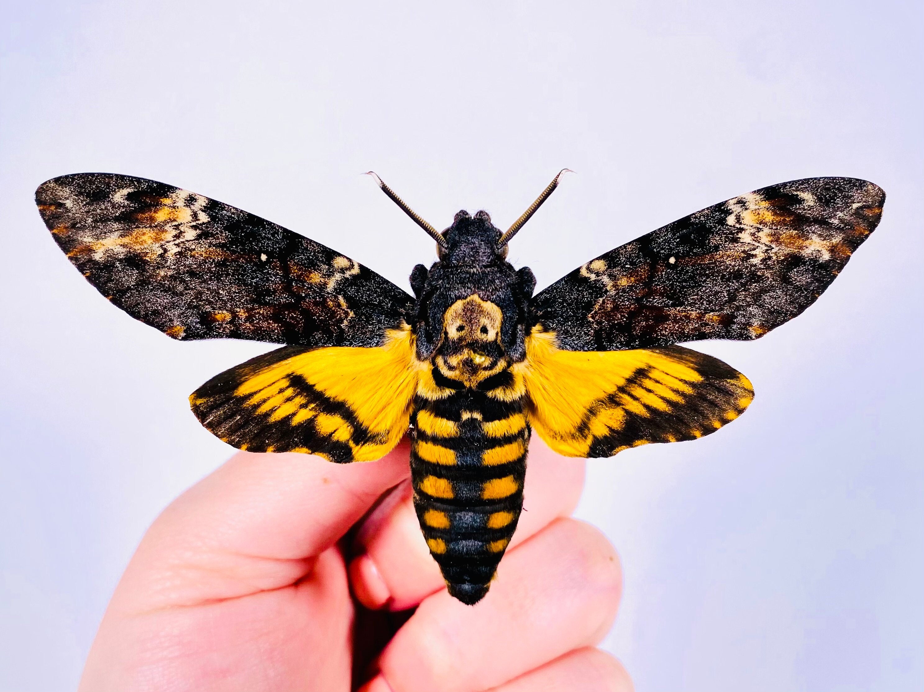 Death's Head Hawk Moth - Acherontia — The Butterfly Babe