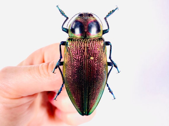 Euchroma gigantea Jamaica (JM) - 本物の乾燥した赤いメタリックな