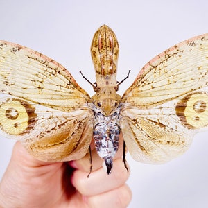Puede incluir: Primer plano de un insecto planthopper marrón y blanco con alas grandes. El insecto está siendo sostenido por una mano.