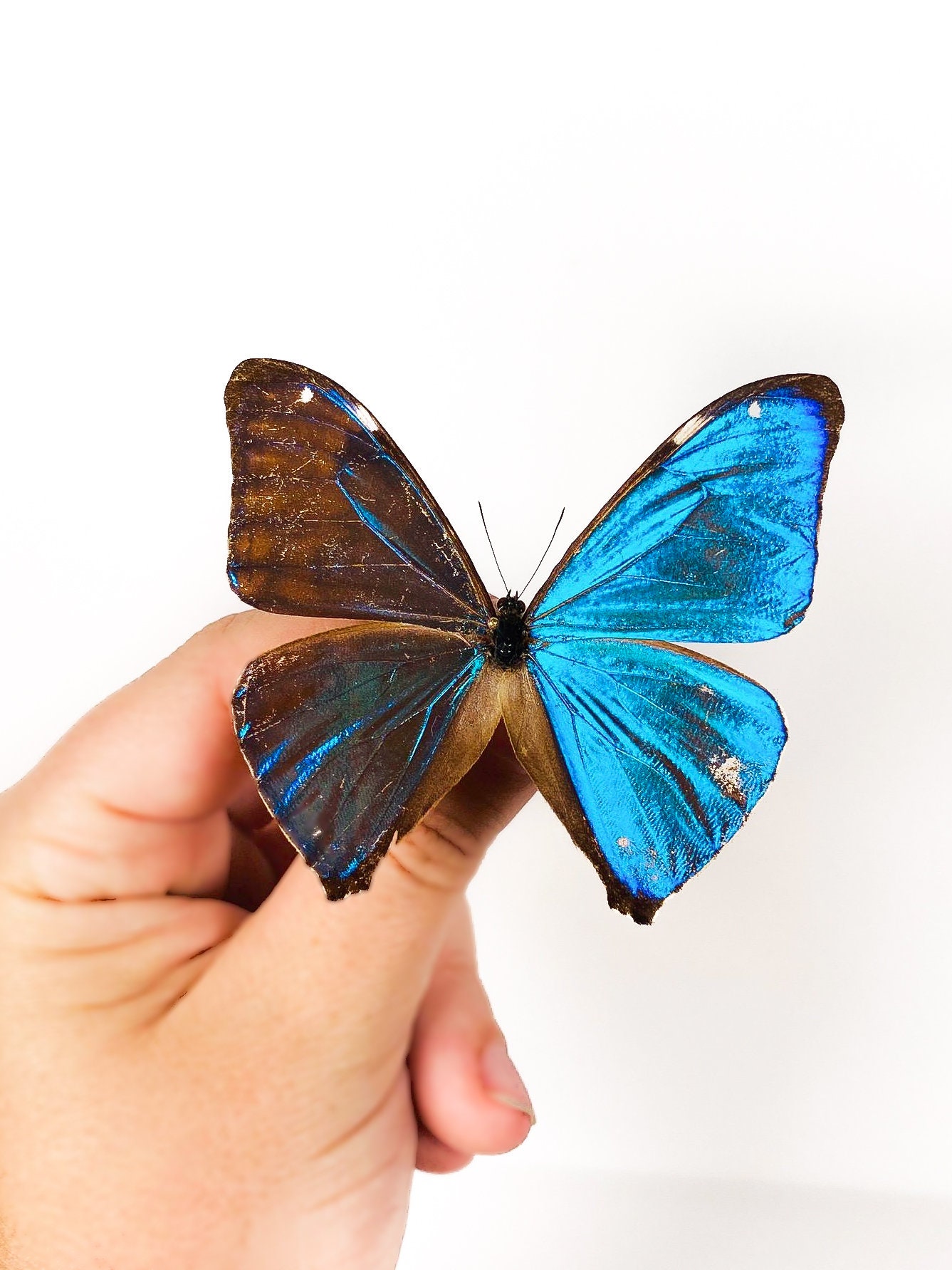 Morpho Aega Real Blue Metalic Butterfly for Art Project Unmounted