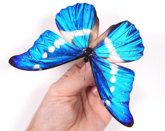 Morpho Rethenor Helena Peru (PE) - Wild Caught - Real Metallic