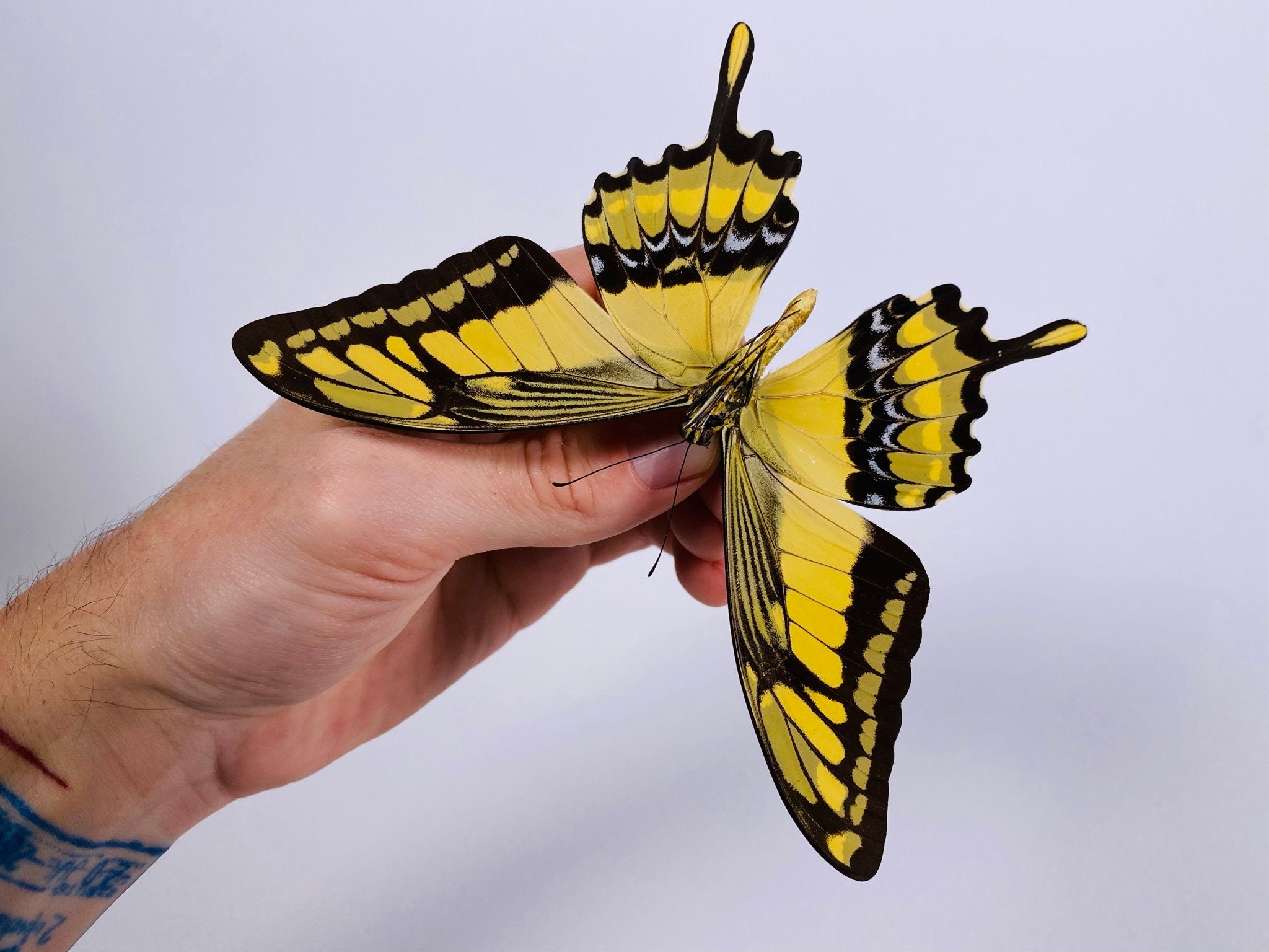 Papilio Thoas Peru (PE) - Wild Caught - Thoas Swallowtail Butterfly ...