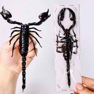 May include: A black scorpion specimen displayed in two ways: one held in a hand and the other mounted in a clear plastic frame.