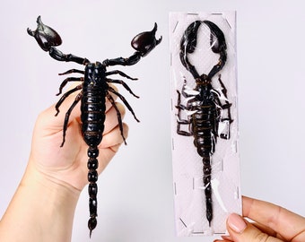 Giant black asian forest scorpion for artwork Heterometrus laoticus unmounted