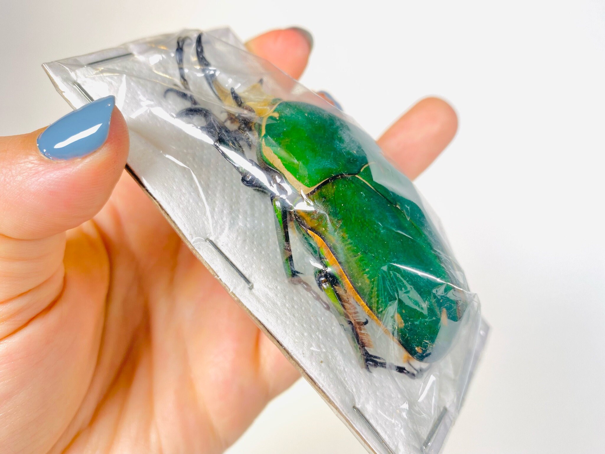 Mecynorrhina Torquata Immaculicollis Uganda (UG) - Wild Caught