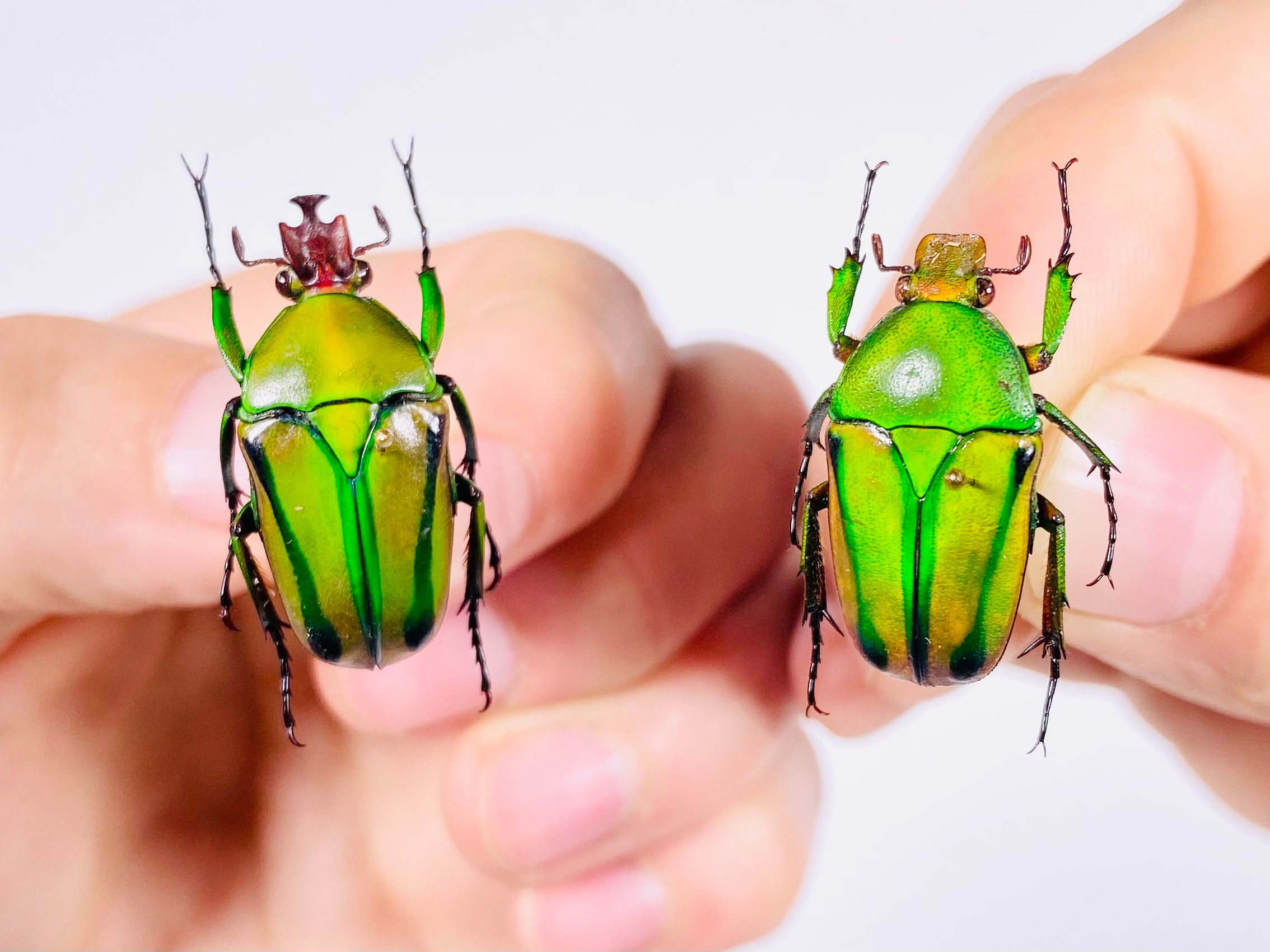 Eudicella Hornimani Central African Republic (CF) - Wild Caught