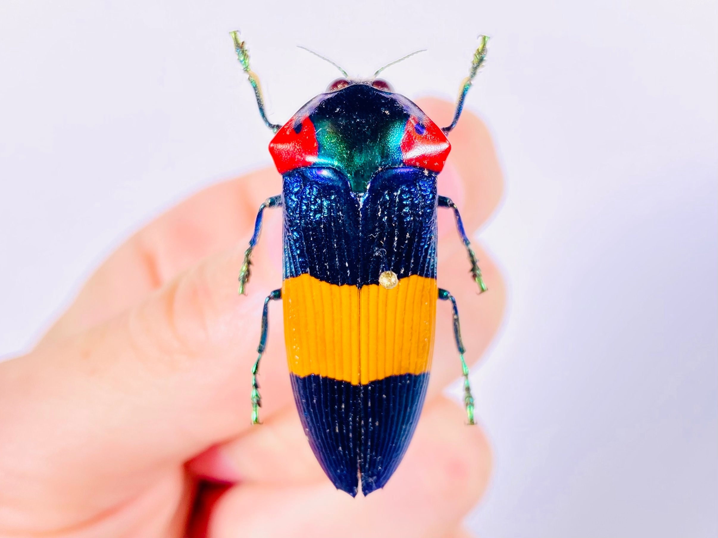 Calodema Ribbei New Guinea (GN) - Wild Caught - Real Jewel