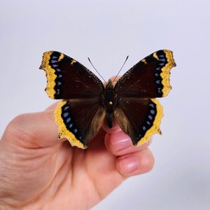 Mourningcloak butterfly Nymphalis antiopa for artwork taxidermy art project insect collection image 8