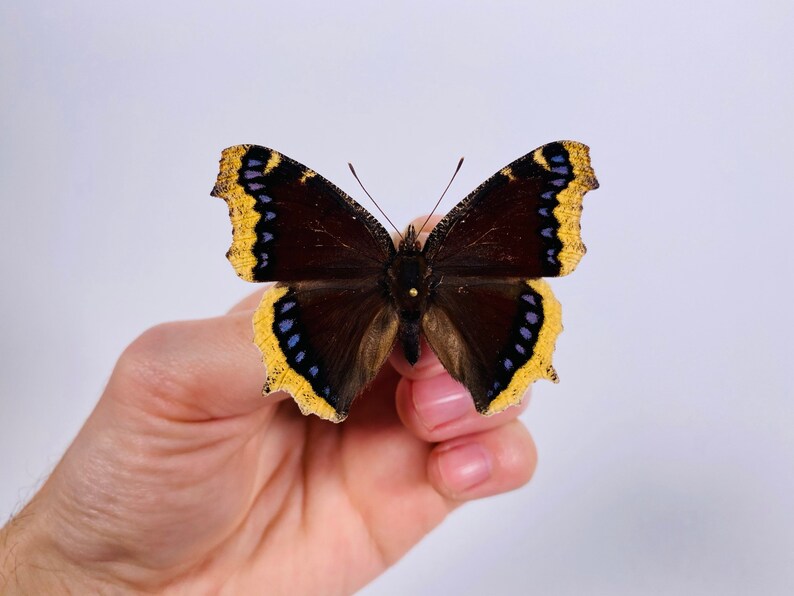 Mourningcloak butterfly Nymphalis antiopa for artwork taxidermy art project insect collection image 8
