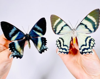 Alcides orontes real butterfly unmounted  for artwork taxidermy art project insect collection