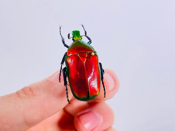 DeliciousTaylormade BeeAroundLil’BEEtle Red Flower Beetle for Insect Artwork Taxidermy Collection