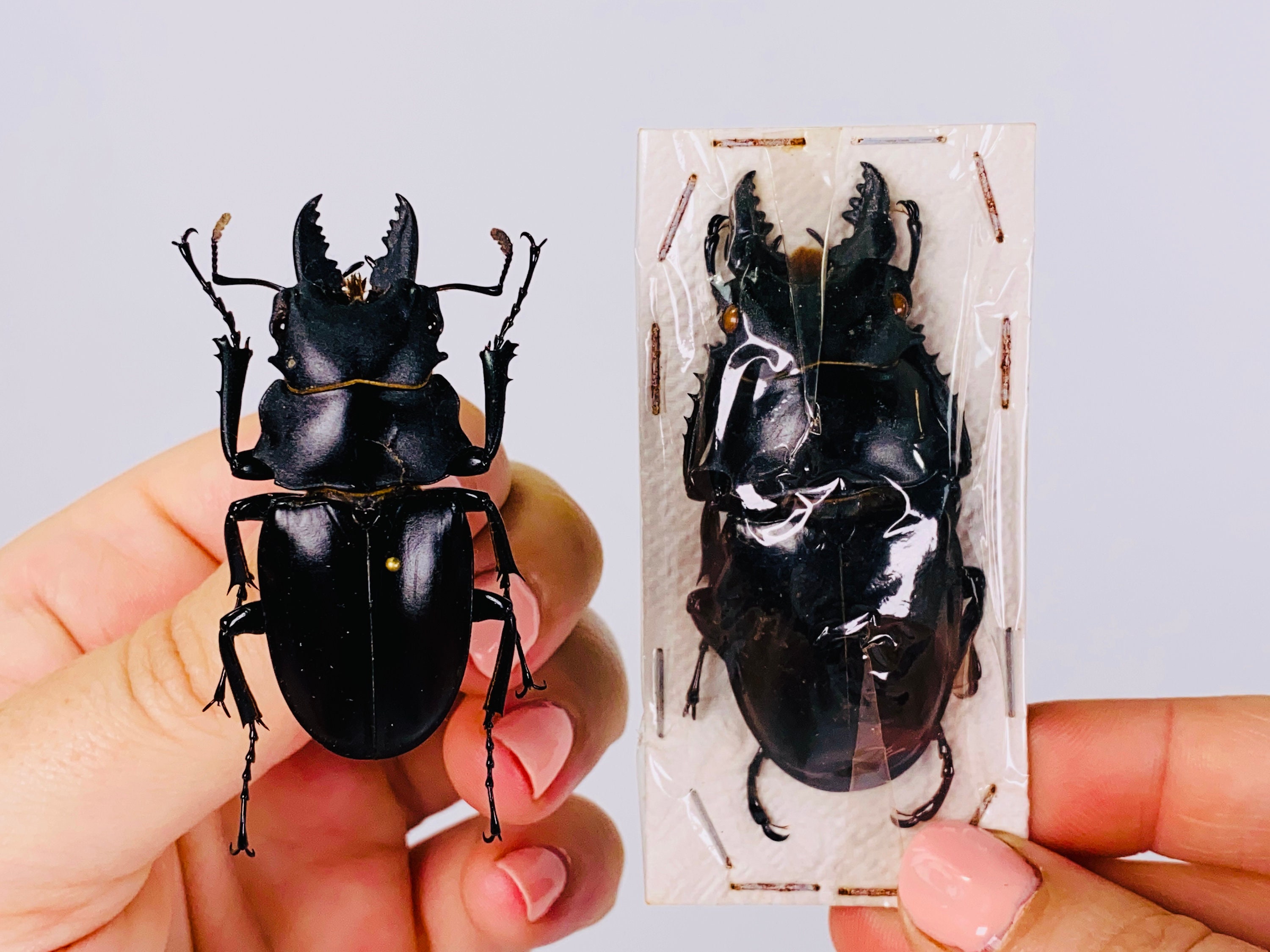 Odontolabis siva インドネシア (ID) - 野生捕獲 - 台湾ゴースト