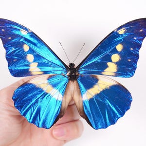 Morpho rhetenor helena - Etsy 日本