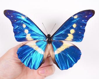 Morpho Cisseis/phanodemus Peru (PE) - Wild Caught - Blue Orange