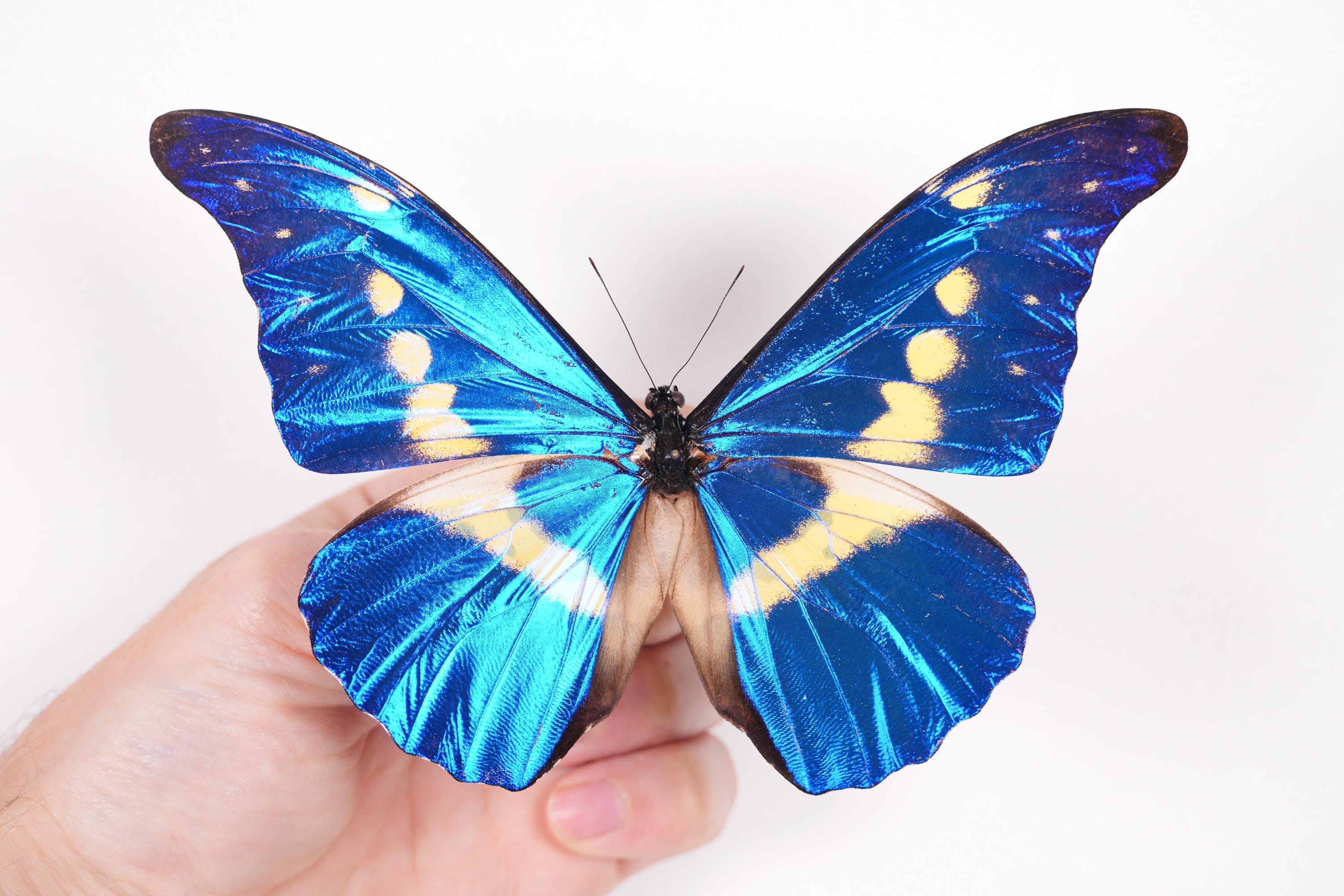 標本 Peru Morpho helena 115mm BicBugs Morpho helena blue white butterfly Peru