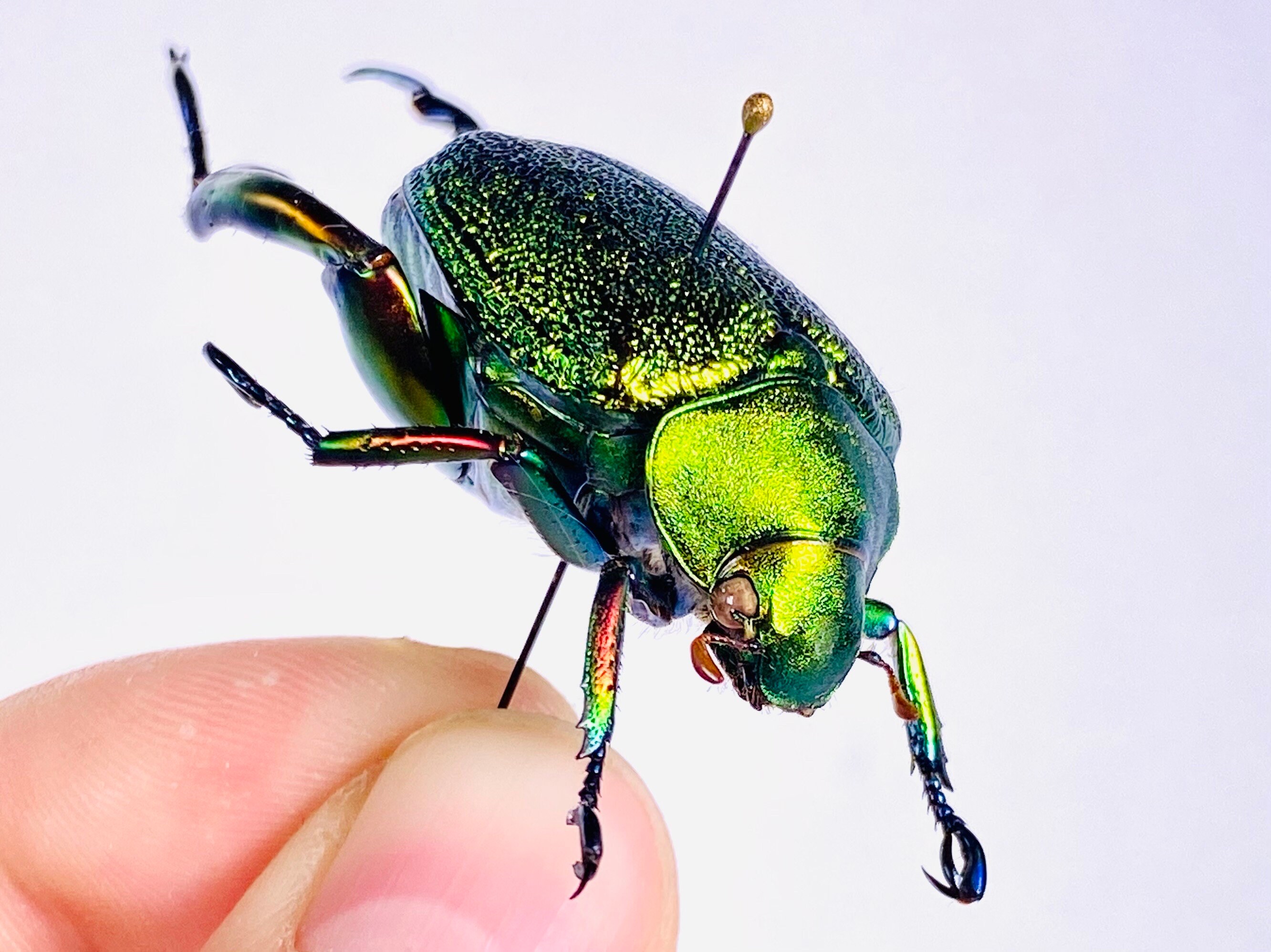 Chrysophora Chrysochlora Peru (PE) - Wild Caught - Shining Leaf
