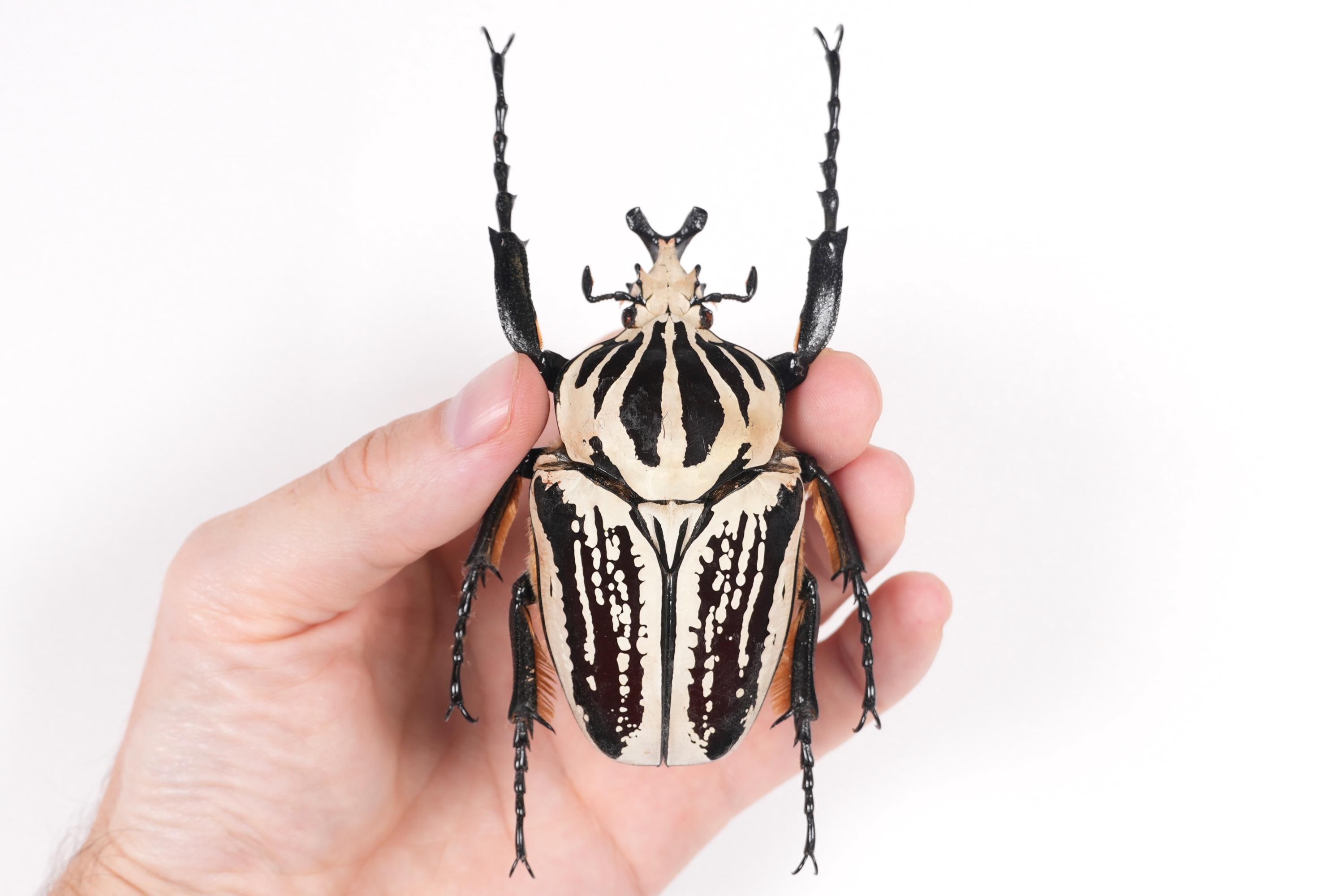 Goliath Beetle Specimens - Etsy