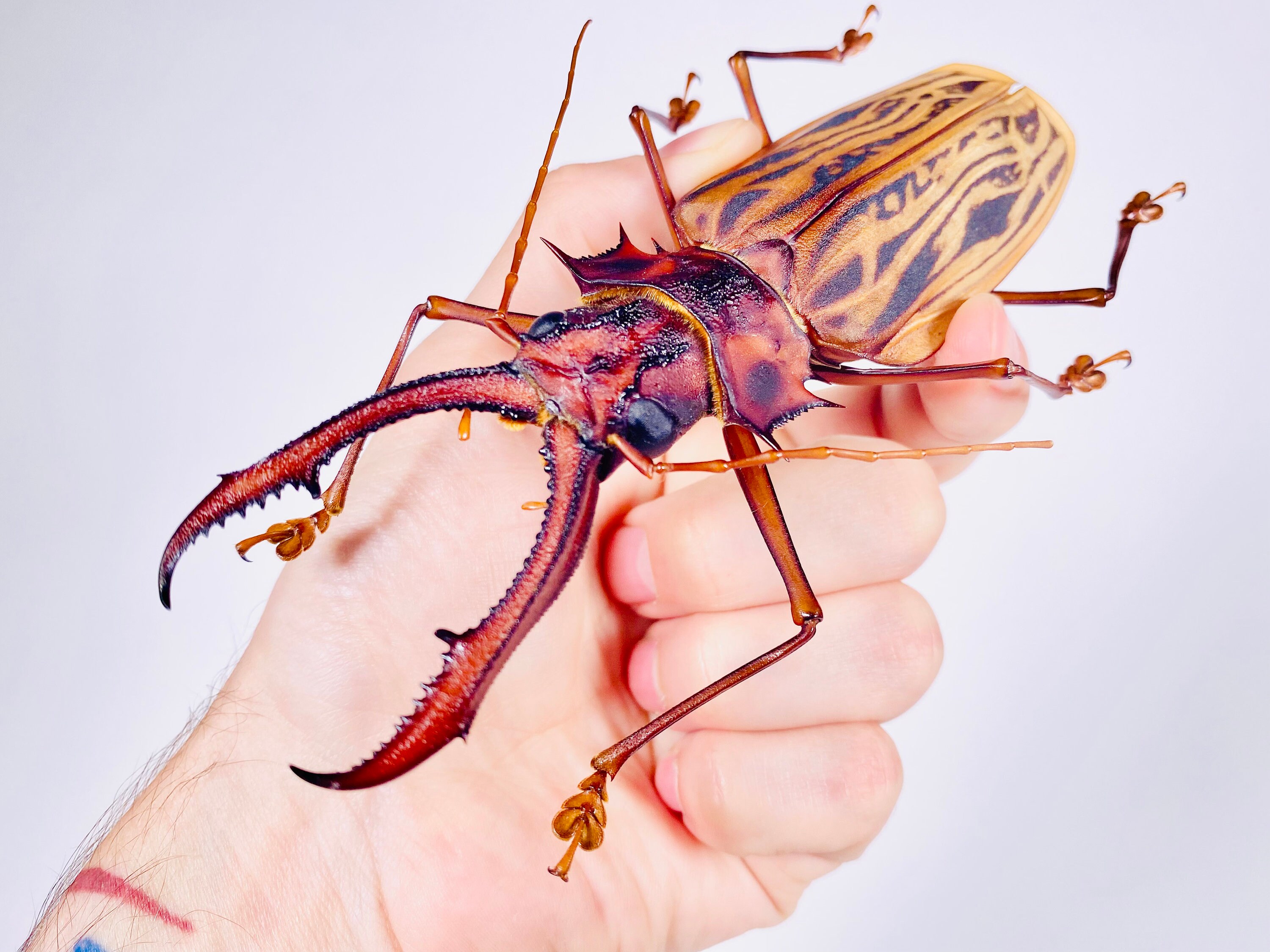 本物の巨大なサーベルトゥースカミキリ（Macrodontia cervicornis