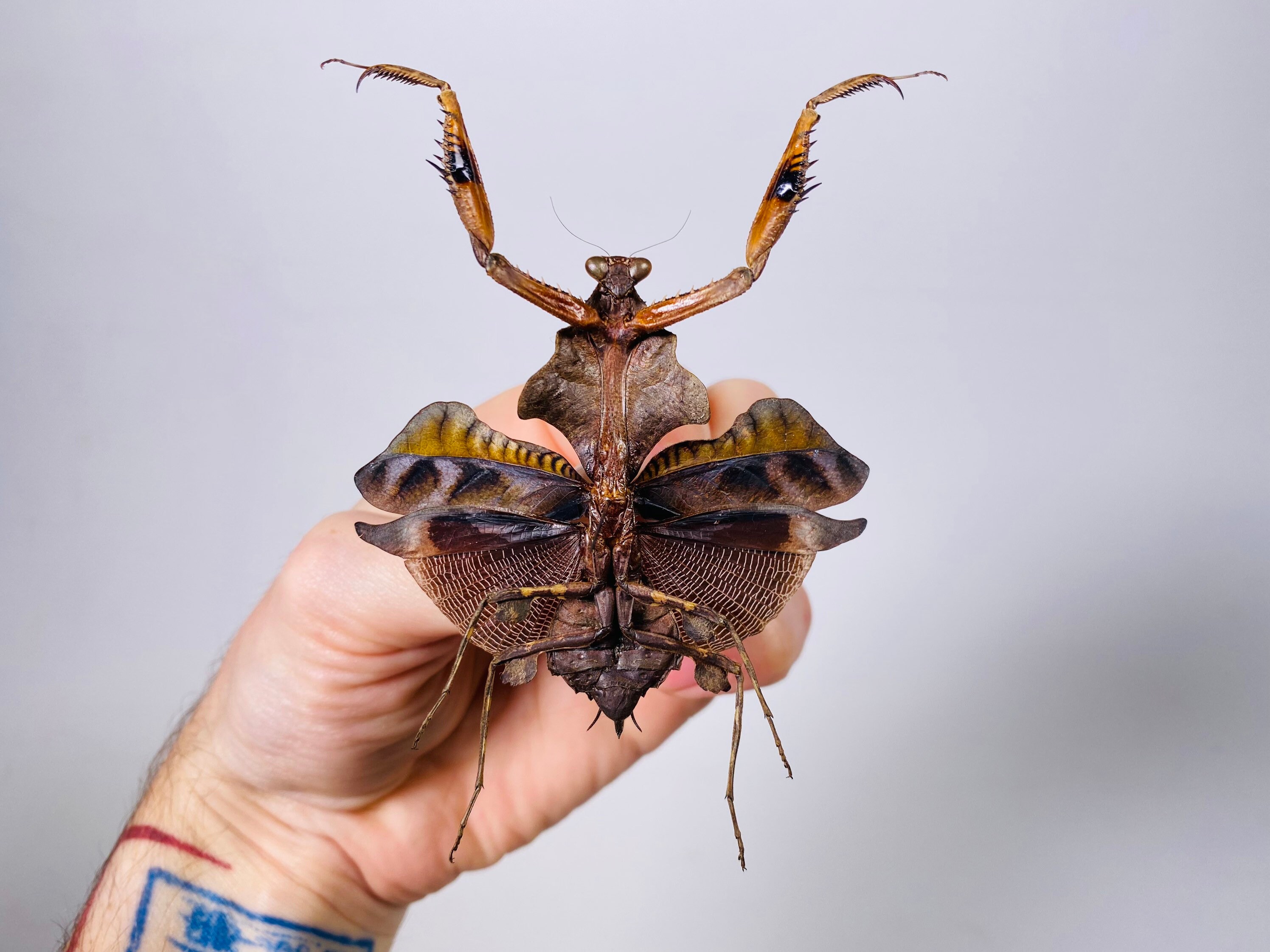 巨大な枯れ葉カマキリ Deroplatys lobata、インドネシア - 昆虫