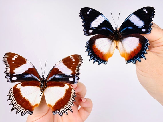 halen component doe alstublieft niet Madagaskar diadeem vlinder Hypolimnas dexithea Unmonted voor - Etsy België