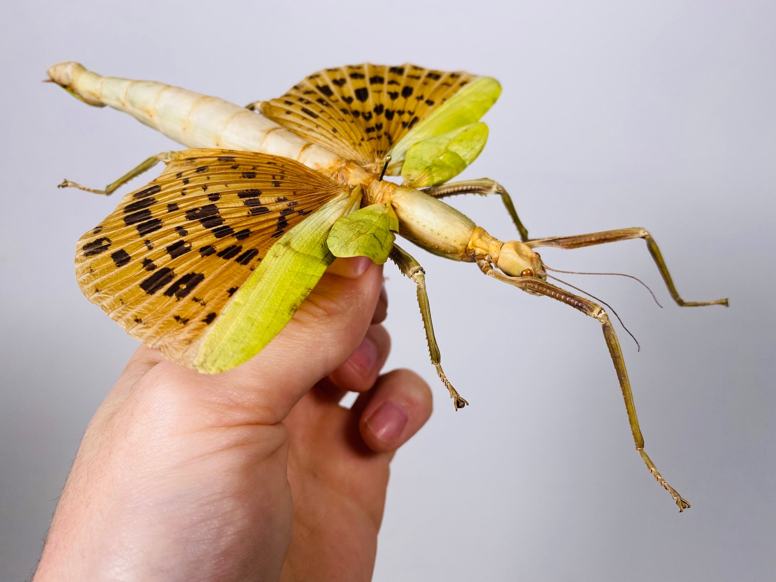 Giant Stick Insect Yellow Wings Spread Paracyphocrania Major Etsy India