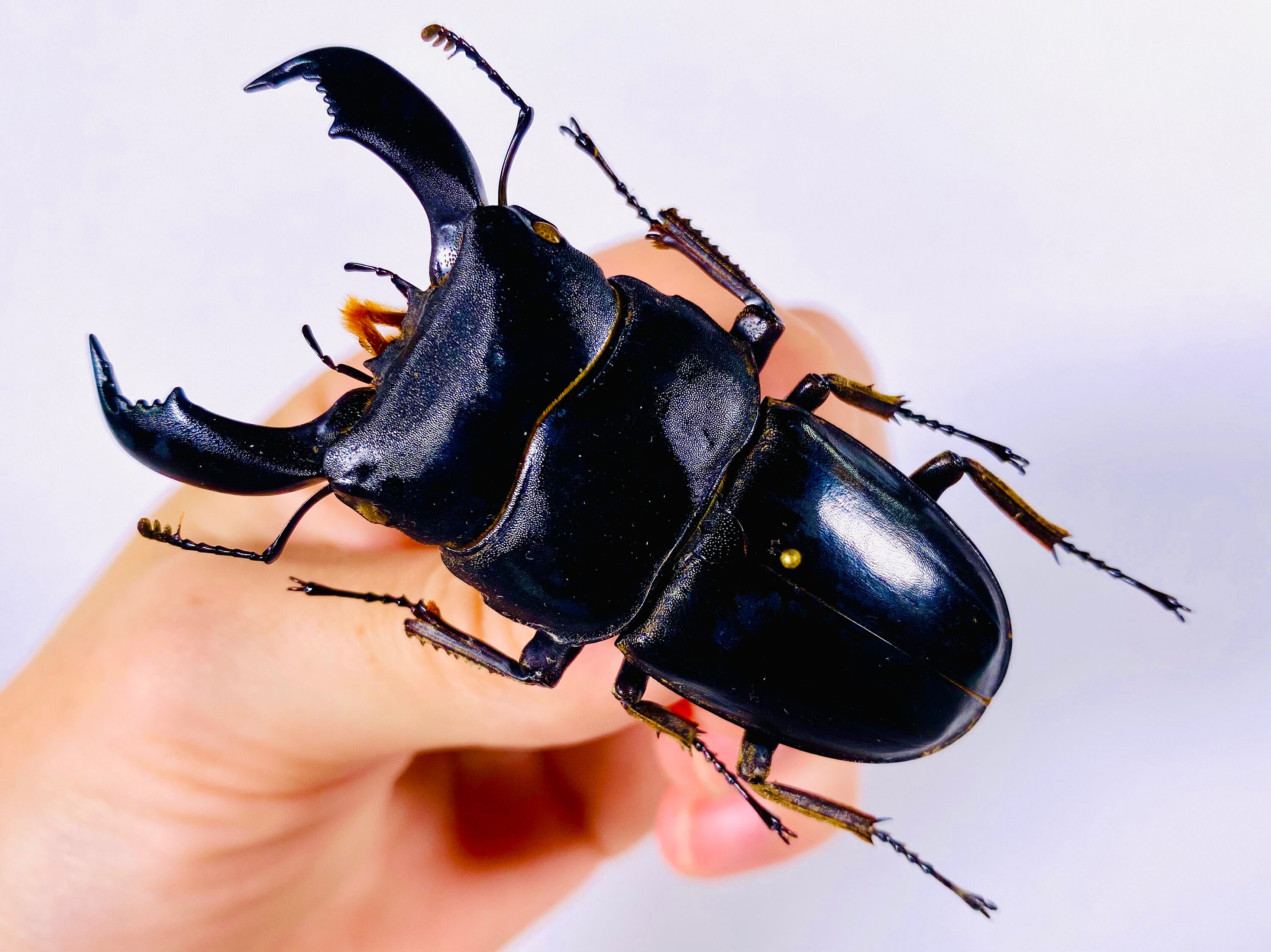 Dorcus Titanus Yasuokai Real Stag Beetle for Insect Artwork