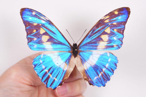 標本 Colombia Morpho cypris female 112mm MORPHO CYPRIS CYPRIS Butterflies - Colombia Pair