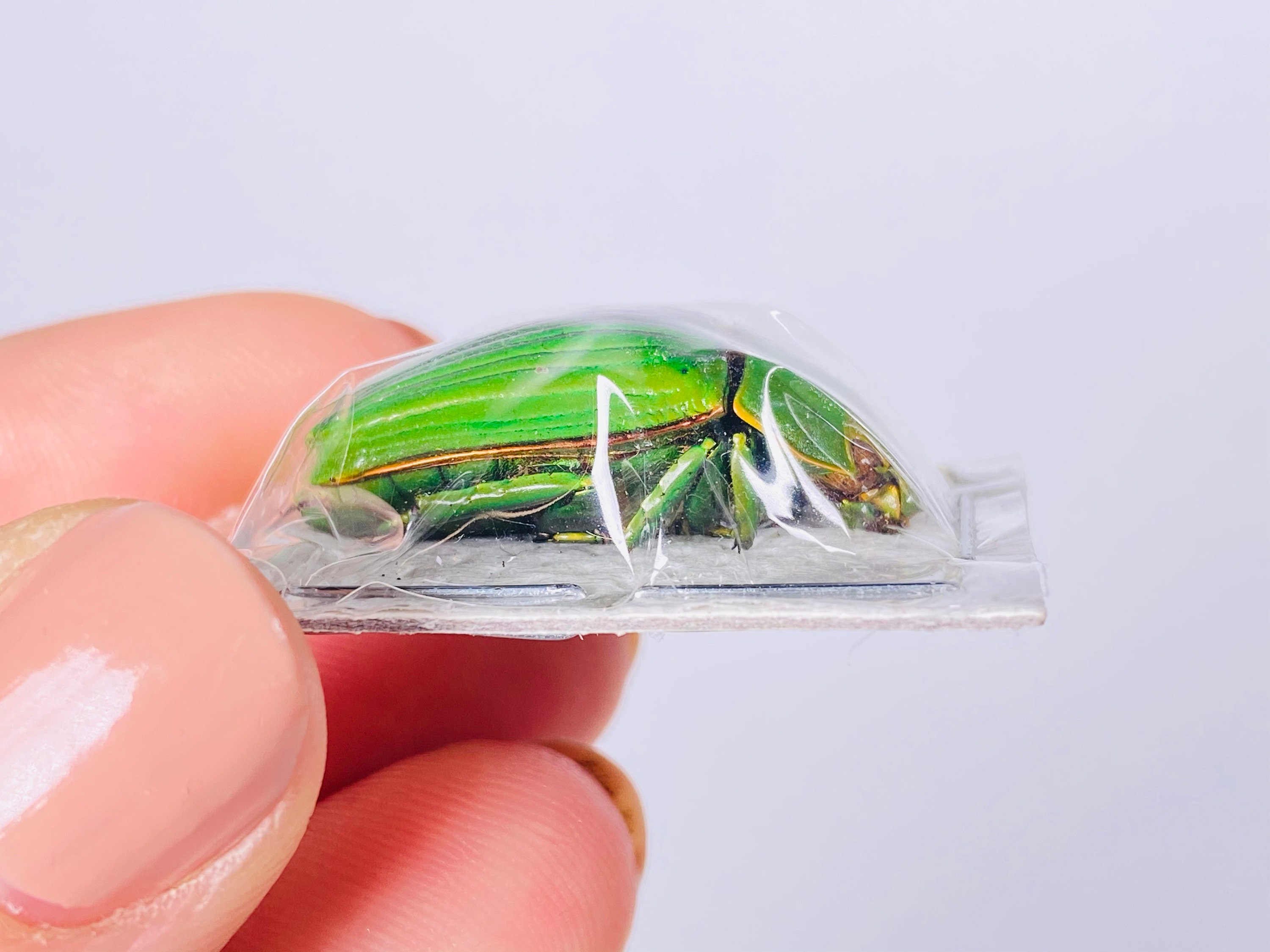 Green Beetle Chrysina Beraudi for Taxidermy Artwork Jewelry