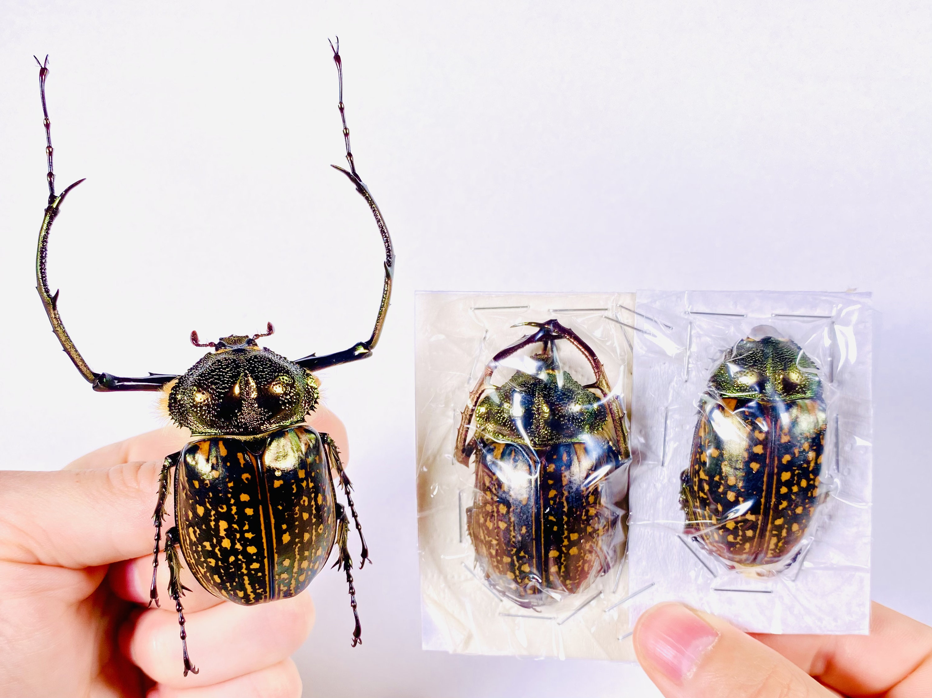 Cheirotonus Gestroi Real Long-armed Scarab Beetle for Insect