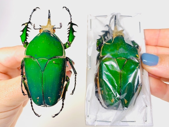 Mecynorrhina Torquata Immaculicollis Uganda (UG) - Wild Caught
