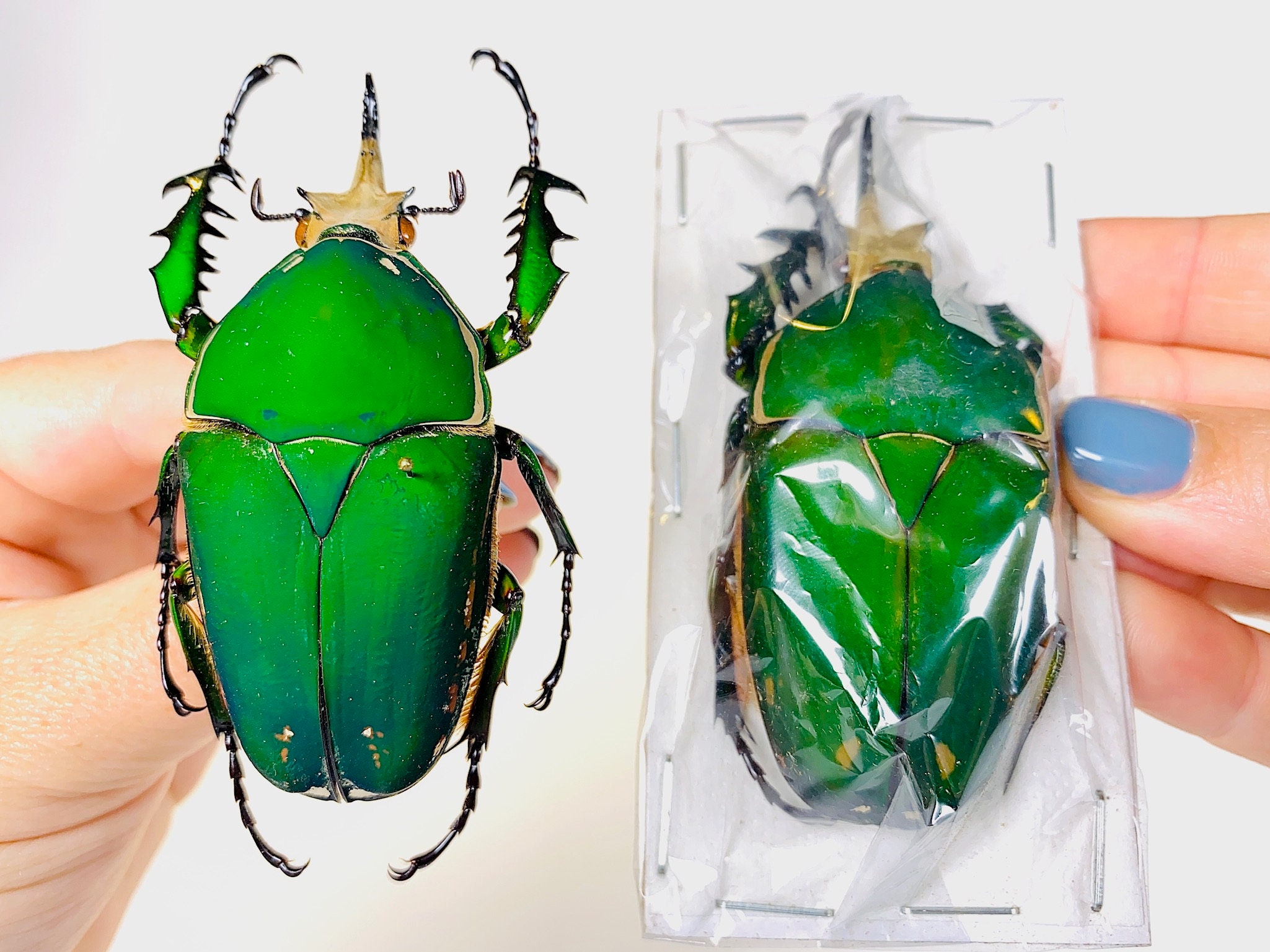 標本 Very Rare Mecosarthron buphagus 65mm Mecynorrhina Torquata Immaculicollis Uganda (UG) - Wild Caught