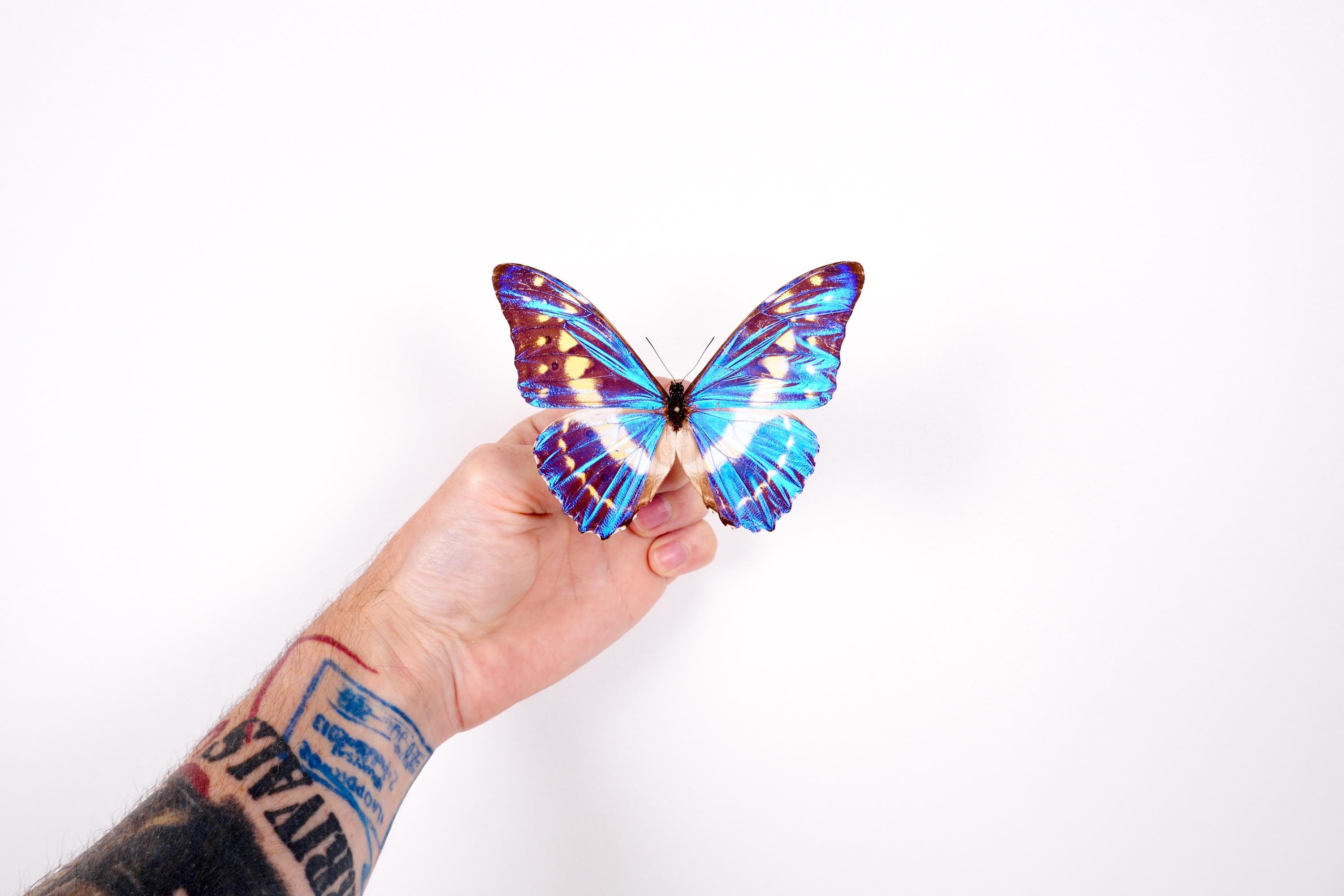 ブラジル産 蝶 剥製 絵画 Amazon.co.jp: EGEN 12匹の本当の標本の 蝶の