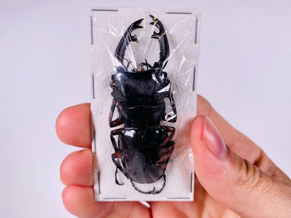 Odontolabis Imperialis Komorii Indonesia - ID, Insect Unmounted
