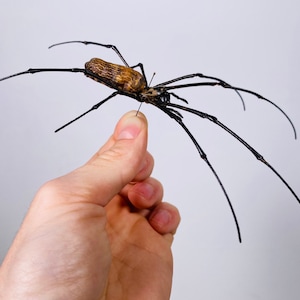 Araignée femelle nephila de haute qualité pour l'œuvre d'art Nephila pelipes or clavipes image 3