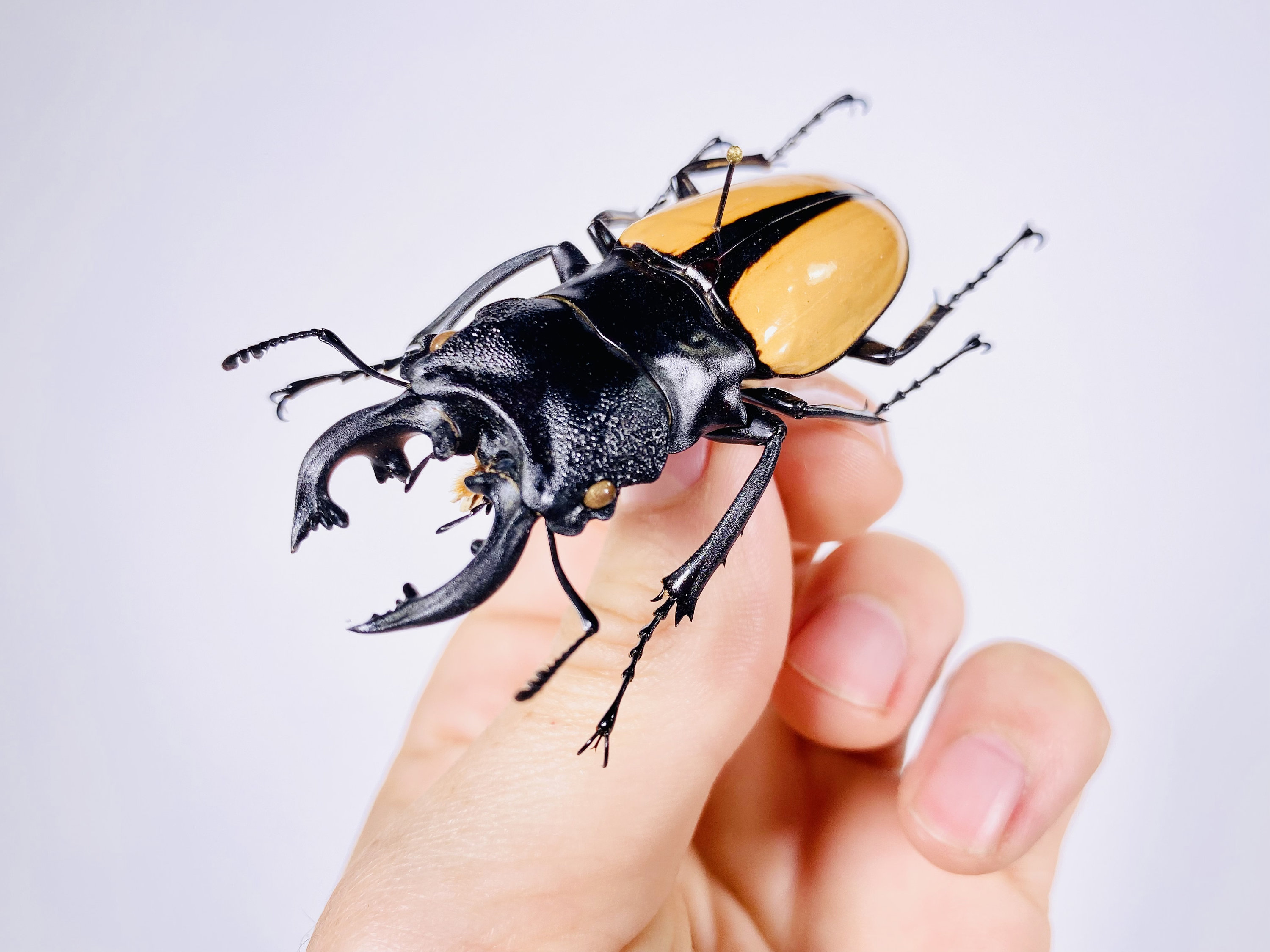 Odontolabis Ludekingi Indonsia (ID) - Real Stag Beetle Insect