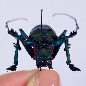 以下が含まれることがあります： 長い触角を持つ、大きく虹色の緑と青の甲虫のクローズアップ。甲虫はピンに留められており、指で持たれています。