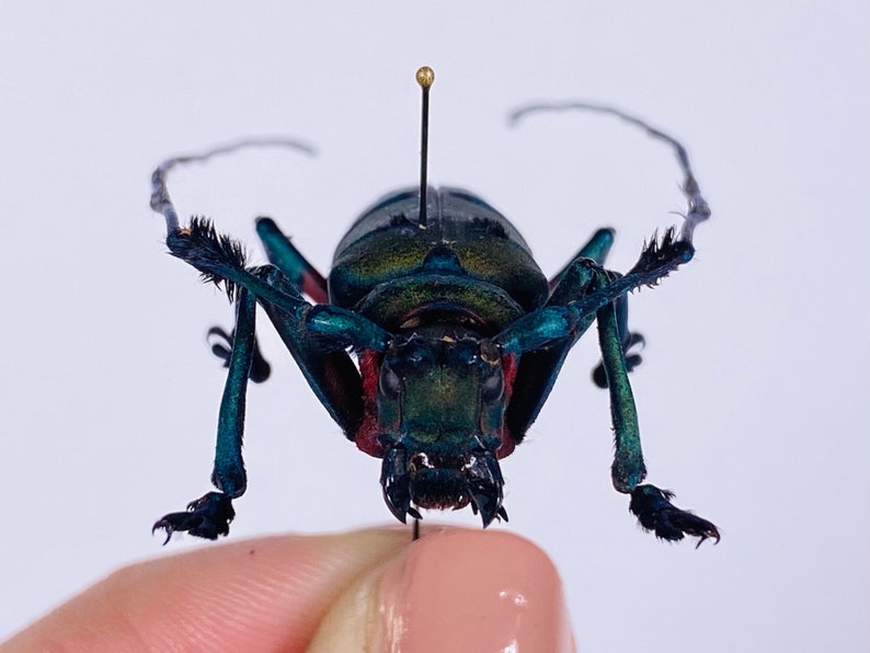 以下が含まれることがあります： 長い触角を持つ、大きく虹色の緑と青の甲虫のクローズアップ。甲虫はピンに留められており、指で持たれています。
