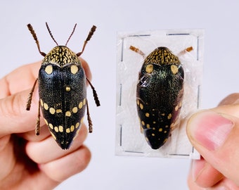 Sternocera castanea boucardii 本物のタマムシ昆虫（剥製、アート作品