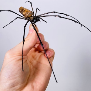 Araignée femelle nephila de haute qualité pour l'œuvre d'art Nephila pelipes or clavipes image 2