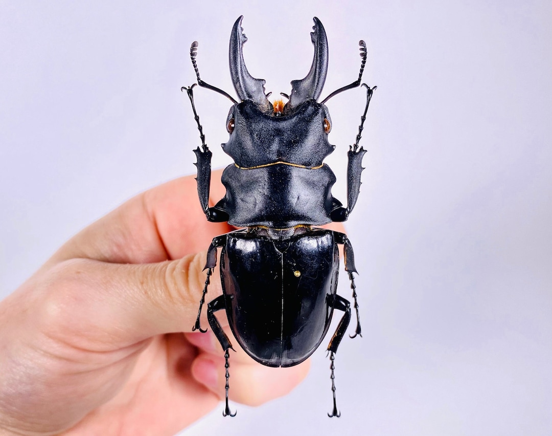 標本 Odontolabis nobuhikoi rare 24mm il_1080xN.5149289789_lktc.jpg