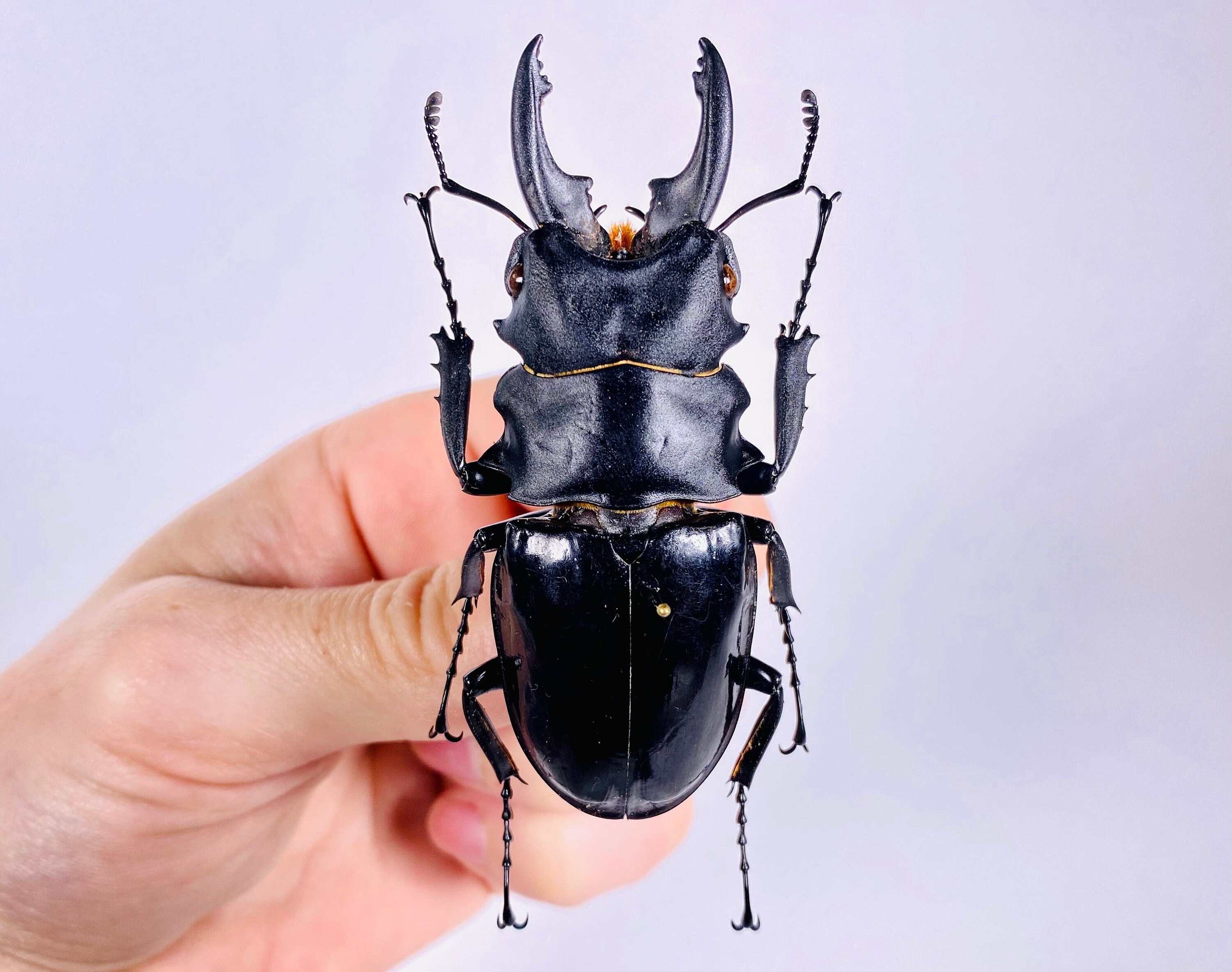 Odontolabis Bellicosus Real Dry Stag Beetle Insect Unmounted for