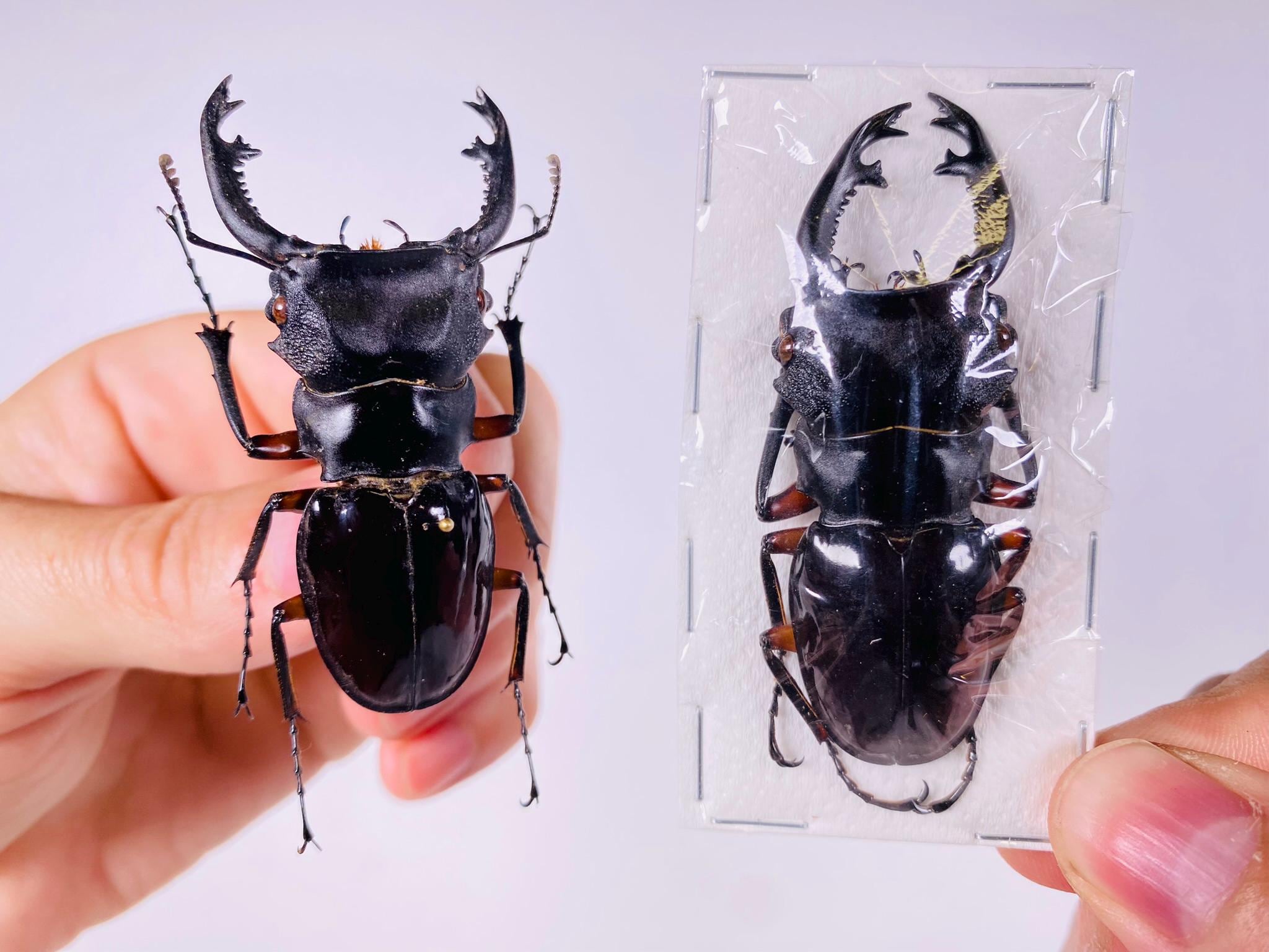 Odontolabis Imperialis Komorii Indonesia - ID, Insect Unmounted