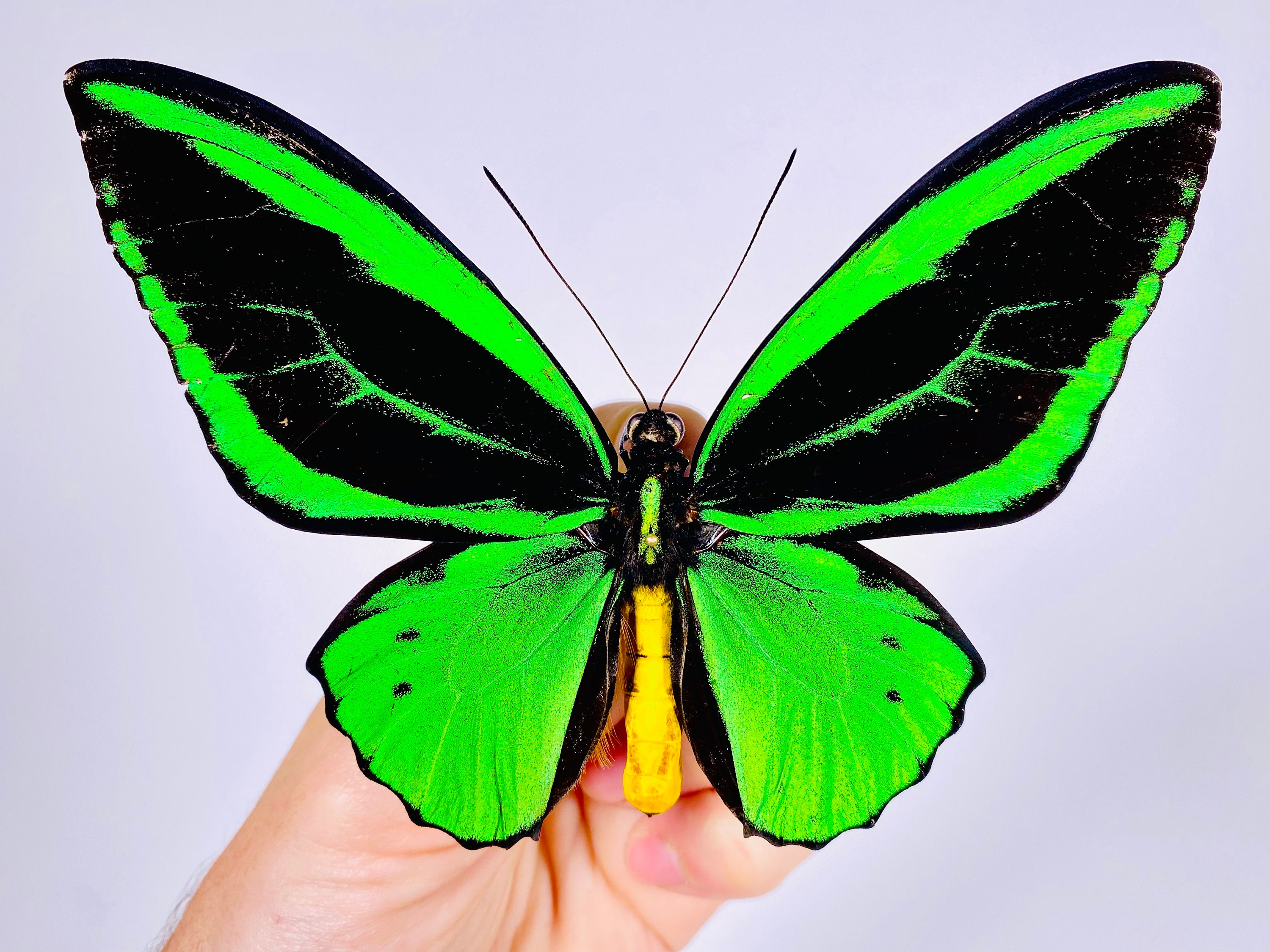 Ornithoptera priamus ♂♀ 標本 Ornithoptera Priamus Poseidon in