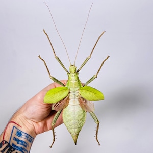 Giant stick insect for artwork Heteropteryx dilatata image 1